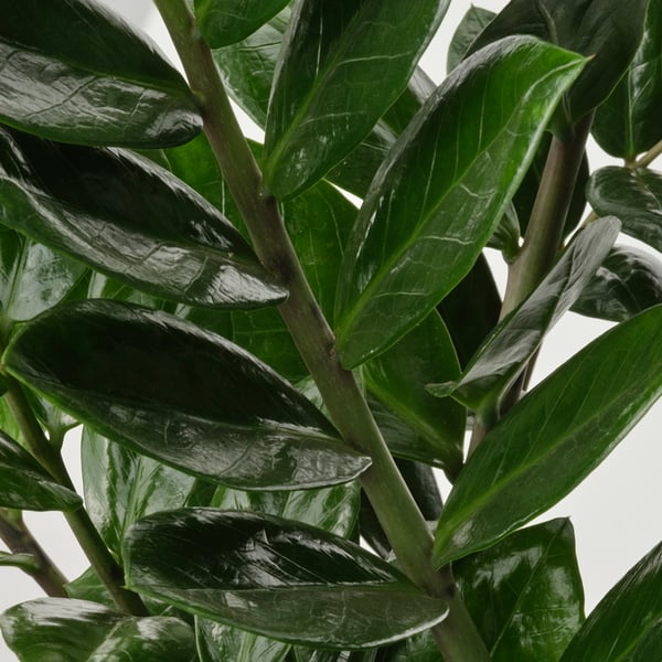 ZAMIOCULCAS Biljka u saksiji, palma zamija, 17 cm