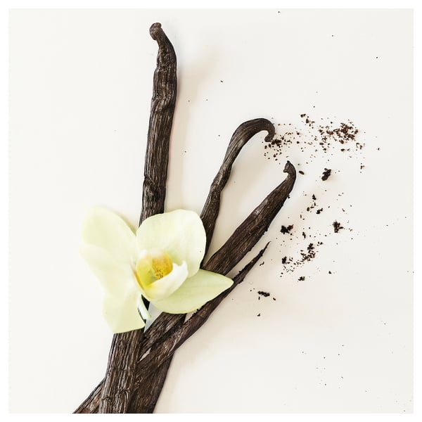 LOTSFÅGEL قالب شمع معطر, فانيلا بيج, 30 س