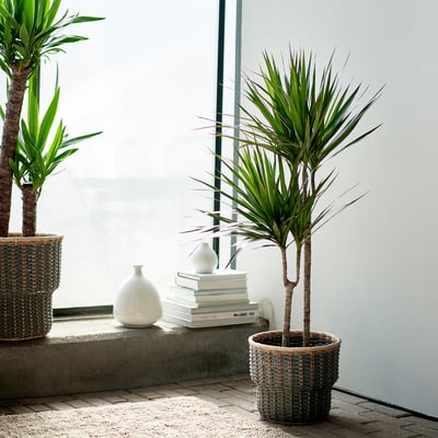 Two dracena marginata plants in wicker pots near a window, with a white vase and stacked books on a concrete ledge.