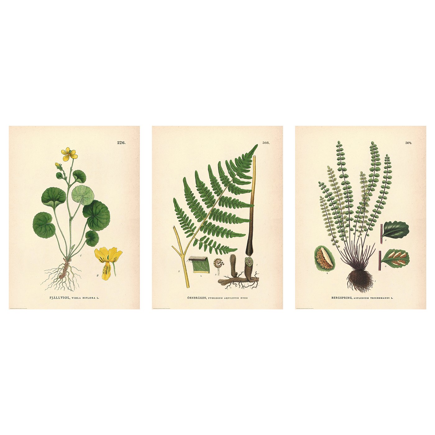Three vintage botanical illustrations of plants: yellow flower, fern, and green fern. Detailed, educational art style.