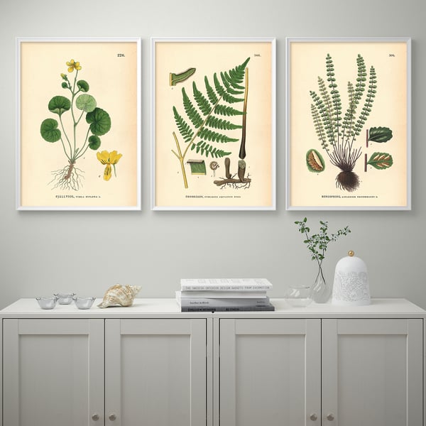 Three botanical prints above sideboard: fiallviol, geum-rhod, asplenium. Sideboard with books, shell, vase.