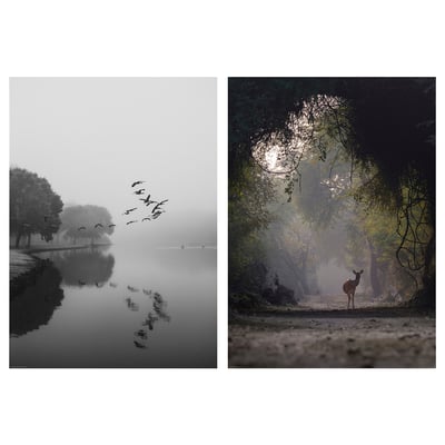 Two serene nature scenes: geese flying over calm lake at dawn, and deer standing in foggy forest.