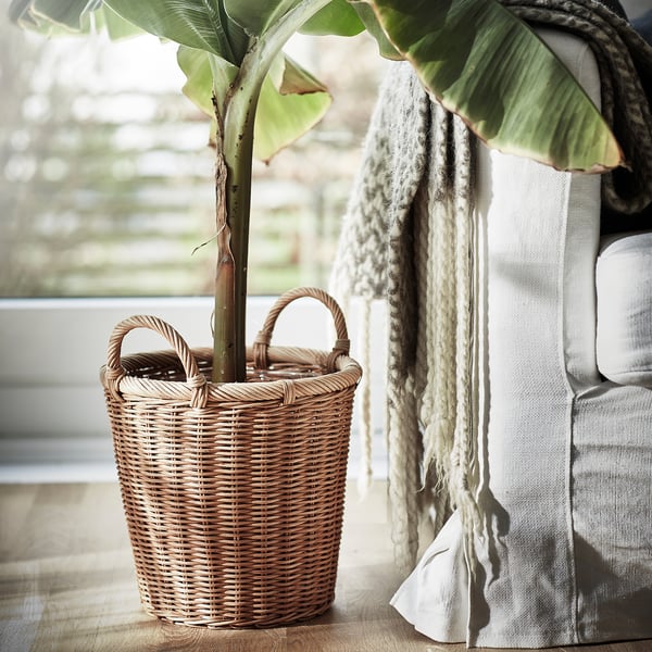 Woven rattan plant basket with large green leaves, handles, by window, grey blanket nearby.