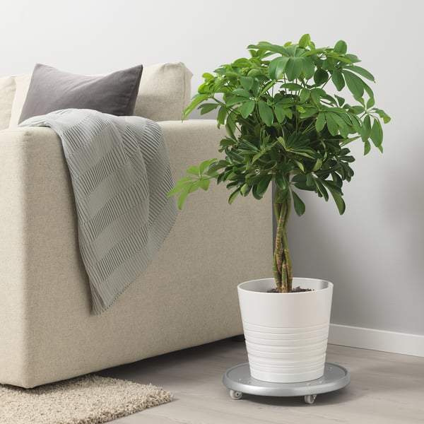 A cosy living room scene with a beige sofa, grey pillows, a green blanket, and a potted SCHEFFLERA ARBORICOLA on a plant dolly for easy mobility.