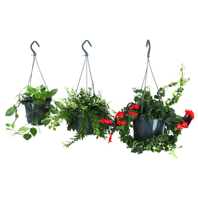 Tre hängande krukor med frodiga gröna växter och röda blommor, svarta krokar, plastkrukor.