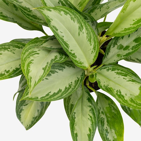 Livlig AGLAONEMA-växt med frodiga gröna blad, välskött och frisk.