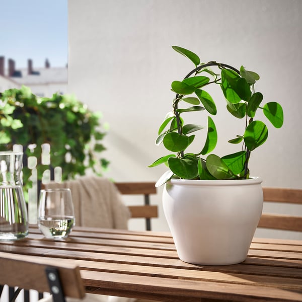 Plantera med vinglas