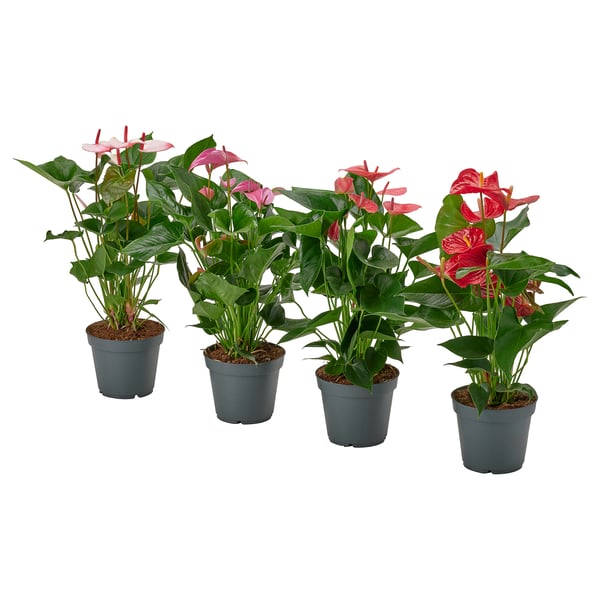 ANTHURIUM Krukväxt, Flamingoblomma mixade färger, 17 cm