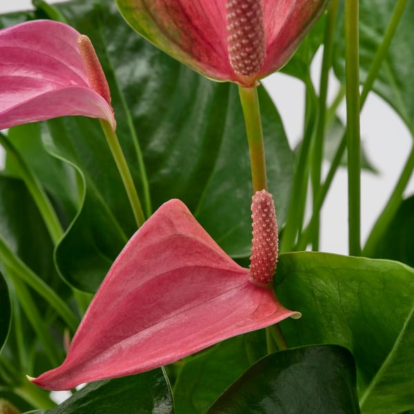 ANTHURIUM Krukväxt, Flamingoblomma mixade färger, 17 cm