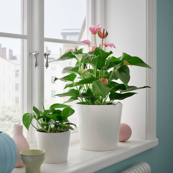 ANTHURIUM Krukväxt, Flamingoblomma mixade färger, 17 cm