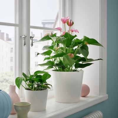 ANTHURIUM Krukväxt, Flamingoblomma mixade färger, 17 cm