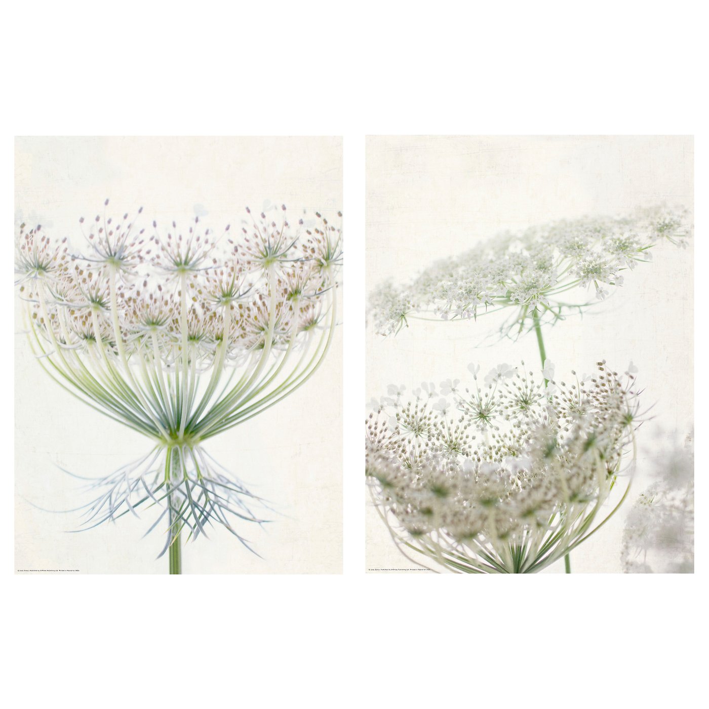 Två delikata botaniska tryck av vita blommor på ljusbeige papper, arrangerade sida vid sida.