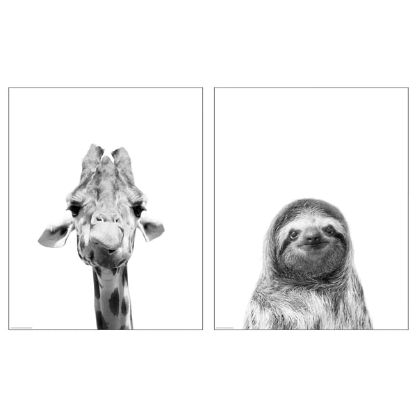 Två svartvita affischer: giraffer och sengångare.