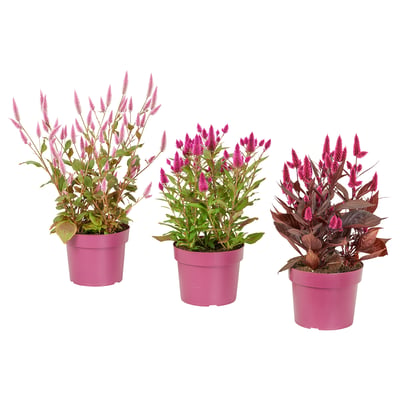 Tre krukväxter CELOSIA i rosa-lila krukor, med livfulla blommor och frodigt grönt bladverk.