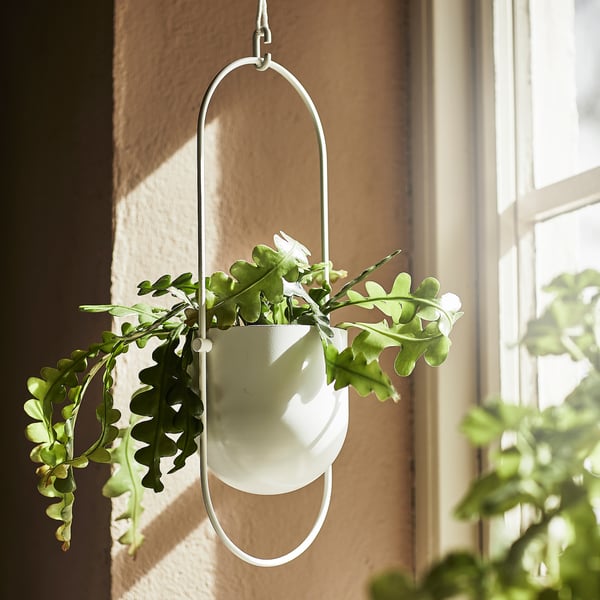 Vit ampel, CHILISTRÅN, håller grön växt, upphängd i metallring.