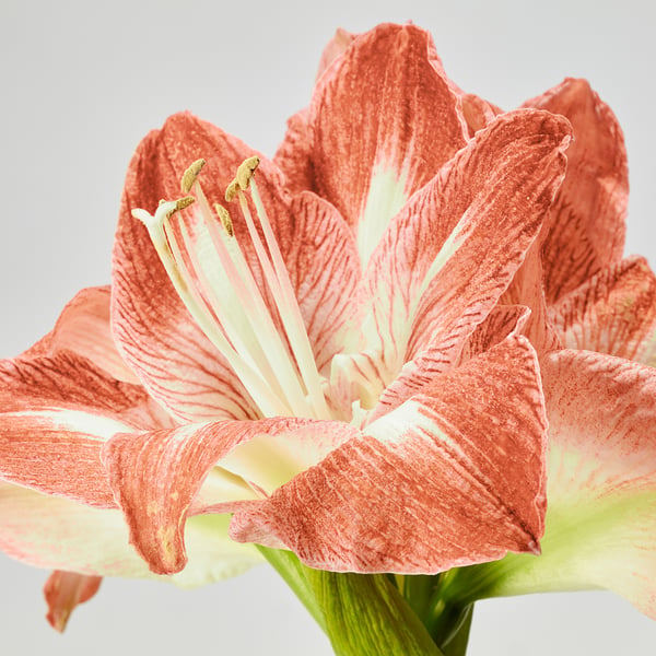 HIPPEASTRUM Krukväxt, Amaryllis/2 knoppar blandade färger, 13 cm