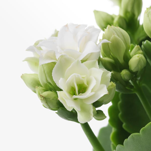 Närbild av livfull vit KALANCHOE-blomma med frodiga gröna blad, friska och friska.