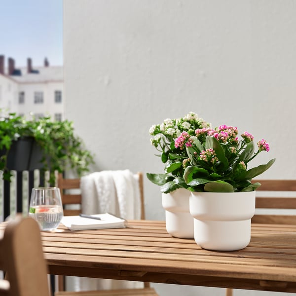 Rosa och vita KALANCHOE-växter i vita krukor på ett utomhusbord med vattenglas och meny.