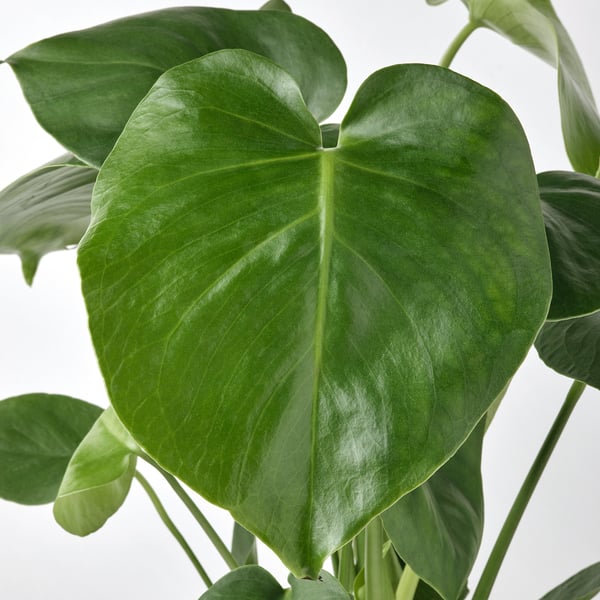 Stort, livfullt grönt blad av en MONSTERA DELICIOSA-växt, som visar upp sin hjärtformade form och framträdande nerver.