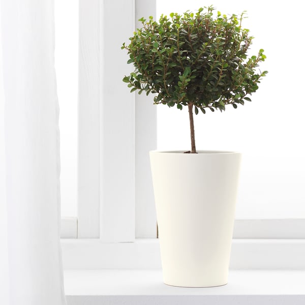 Krukväxtträd i vit cylindrisk plantering på fönsterbrädan.