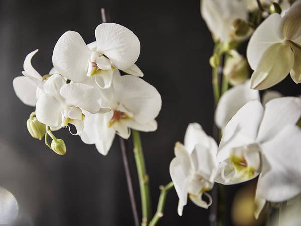 Närbild av vita PHALAENOPSIS-orkidéer, eleganta blommor med delikata kronblad, stjälkar och knoppar mot mörk bakgrund.