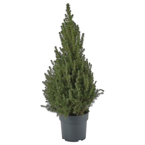 PICEA GLAUCA CONICA Krukväxt, Sockertoppsgran, 23 cm