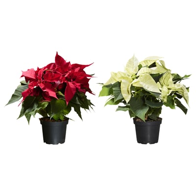 POINSETTIA Krukväxt, Julstjärna, 13 cm