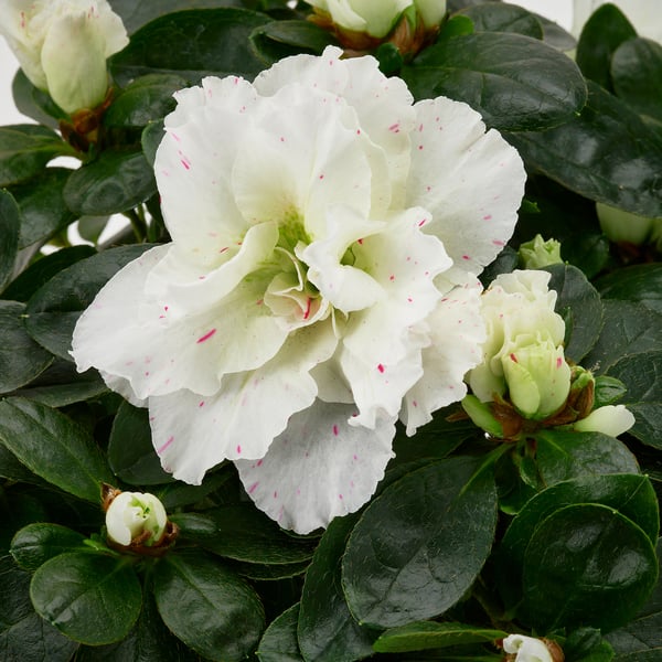 RHODODENDRON Krukväxt, Azalea, 12 cm