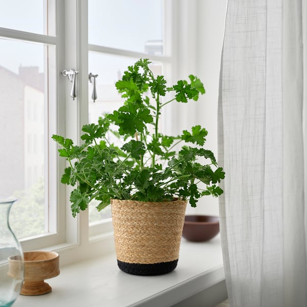 TÄRNMÅS Kruka, inomhus/beige/svart, 15 cm