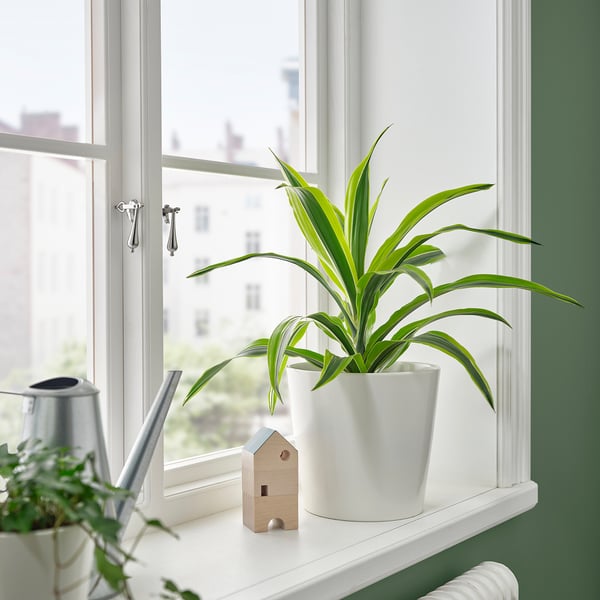 Plantera vid fönster med dekor och burk.