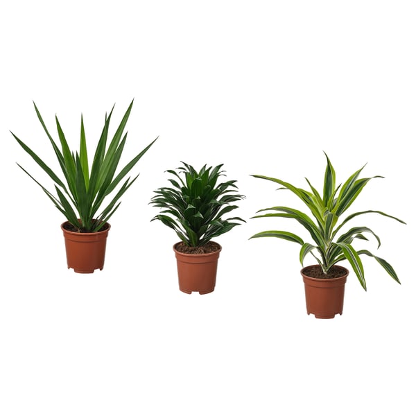 Tre gröna krukväxter, var och en i bruna plastkrukor, arrangerade på rad.