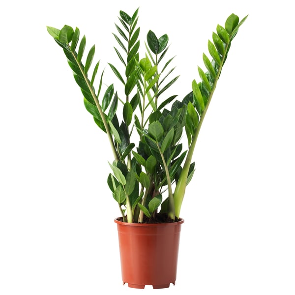 Röda krukväxter med gröna blad