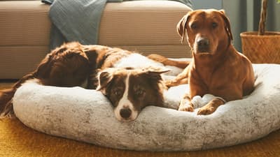 Pet products