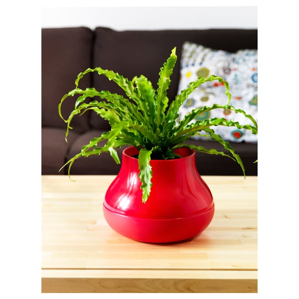 Red potted fern by couch