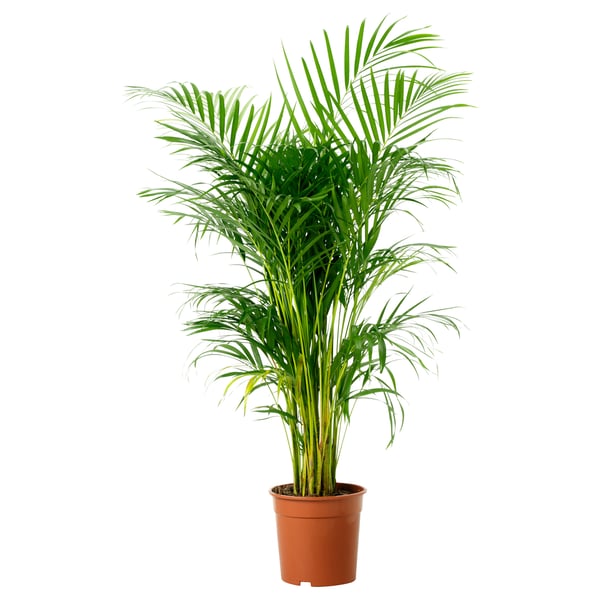Tall potted plant with green fronds.