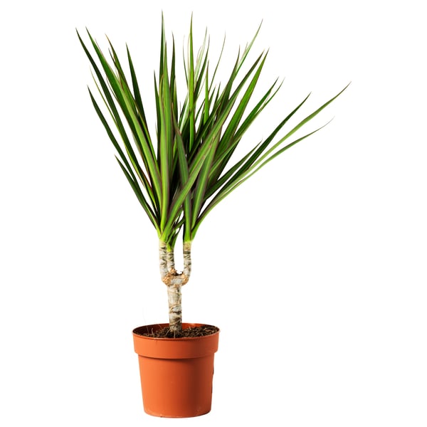 DRACAENA MARGINATA in terracotta, green leaves with white edges.