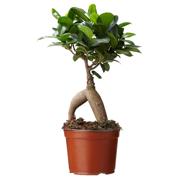 Potted FICUS, twisted trunk, green leaves.