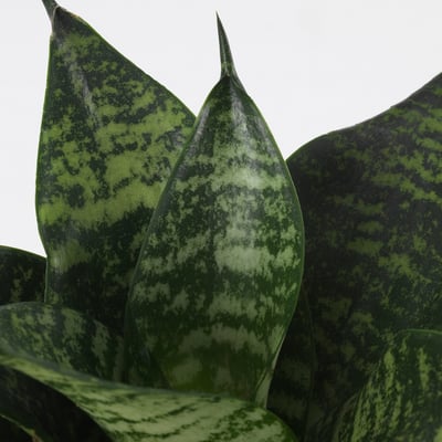 Close-up of vibrant sansevieria hahnzii leaves, showcasing their glossy, mottled green pattern and upright growth.
