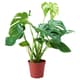 Plants
