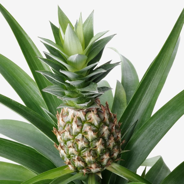 Živahen, zdrav ananas, obdan s širokimi zelenimi listi, svež in živahen.