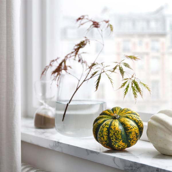 CUCURBITA Okrasna buča, različne vrste
