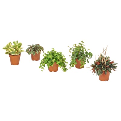 Pet različnih lončnic v rjavih plastičnih lončkih, ki se razlikujejo po oblikah in barvah listov, razporejenih v vrsti.