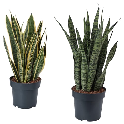 Dve lončnici SANSEVIERIA rastline, zeleno-črni listi, temni lončki, plastični material.