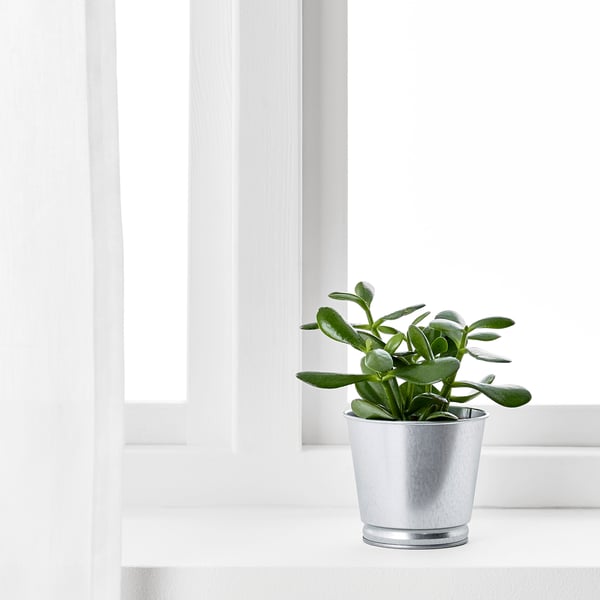 Silver-potted green plant on window sill.