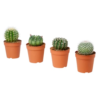 Four cacti in terracotta pots, varied shapes, green spines.
