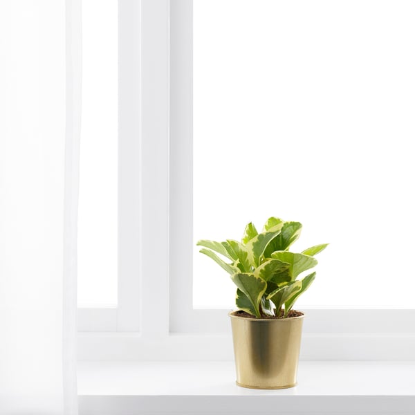 Brass plant by window