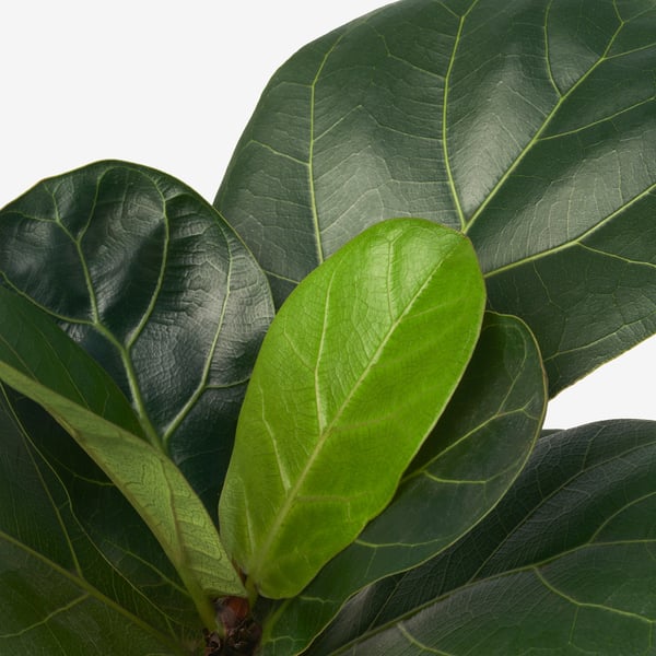 Large green FICUS LYRATA leaves, healthy and vibrant. Close-up deep veins, smooth edges, and glossy texture.