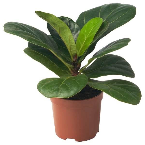 FICUS LYRATA plant with large green leaves.