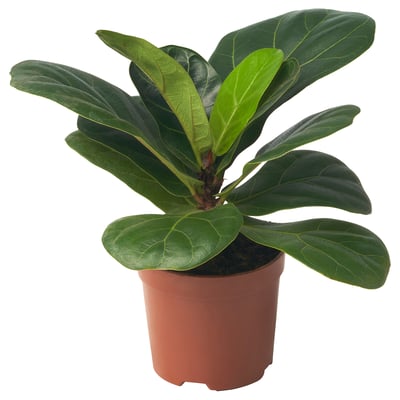 FICUS LYRATA plant with large green leaves.