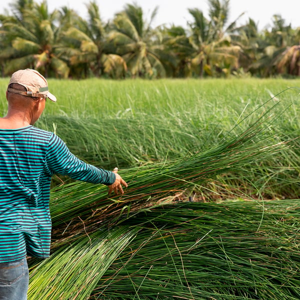 Person tending green rice field with palm trees.